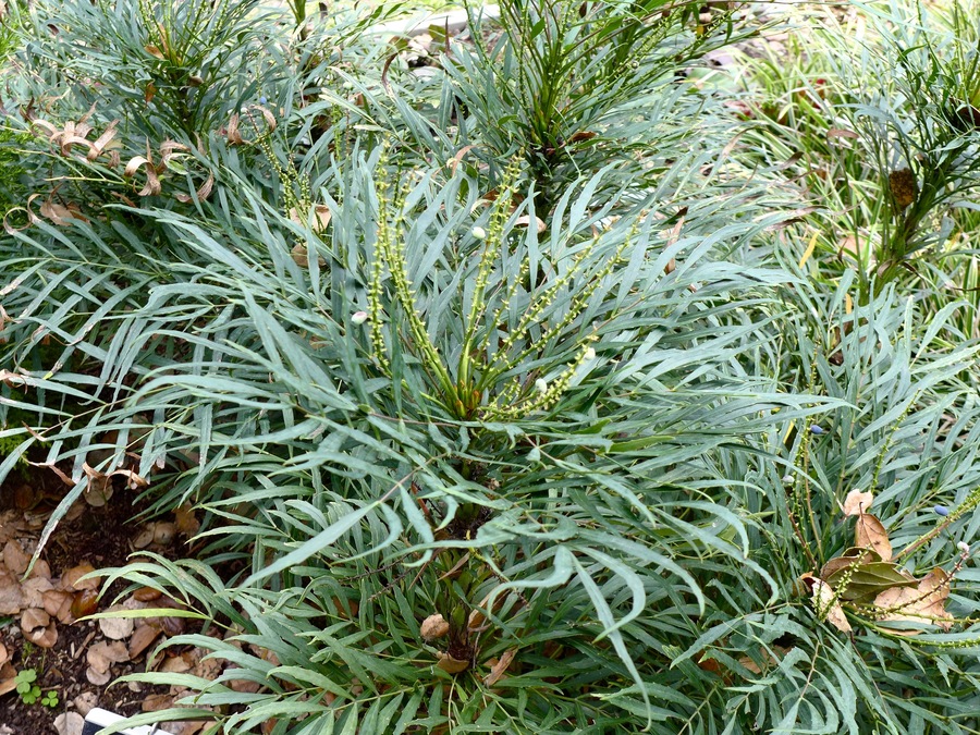 Mahonia eurybracteata