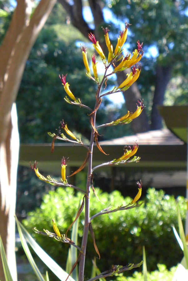 Phormium tenax