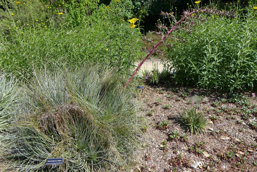 Puya coerulea var. violacea