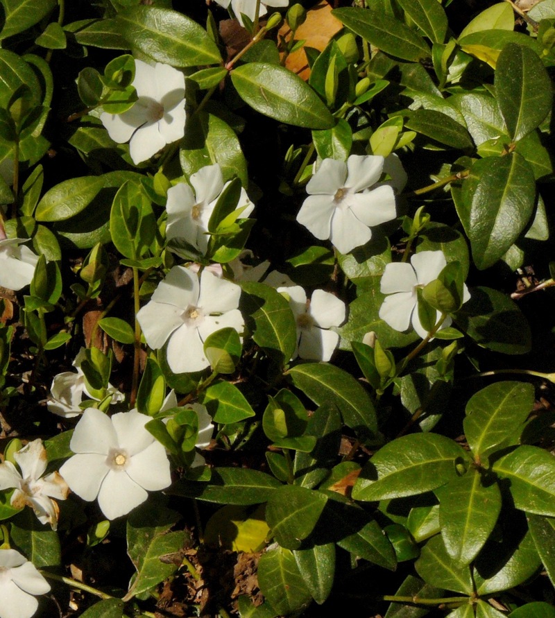 Vinca minor