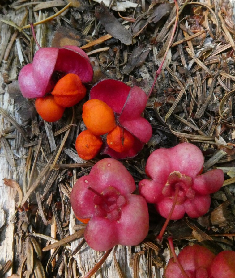 Euonymus occidentalis var. occidentalis