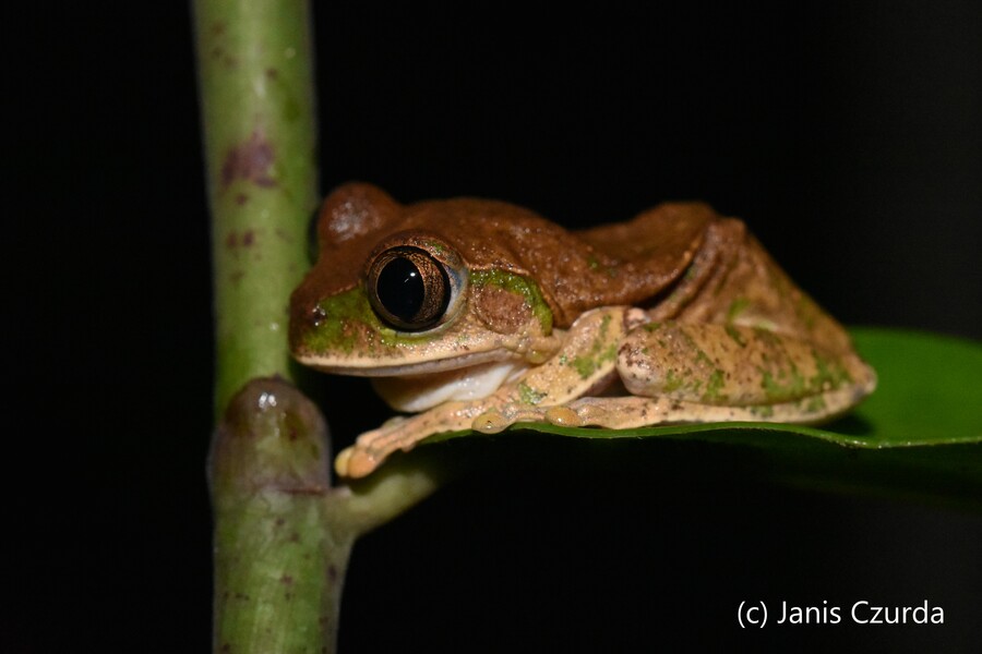 Leptopelis christyi