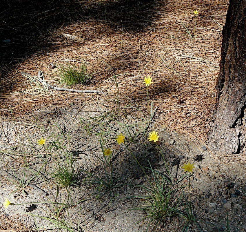 Agoseris glauca var. glauca