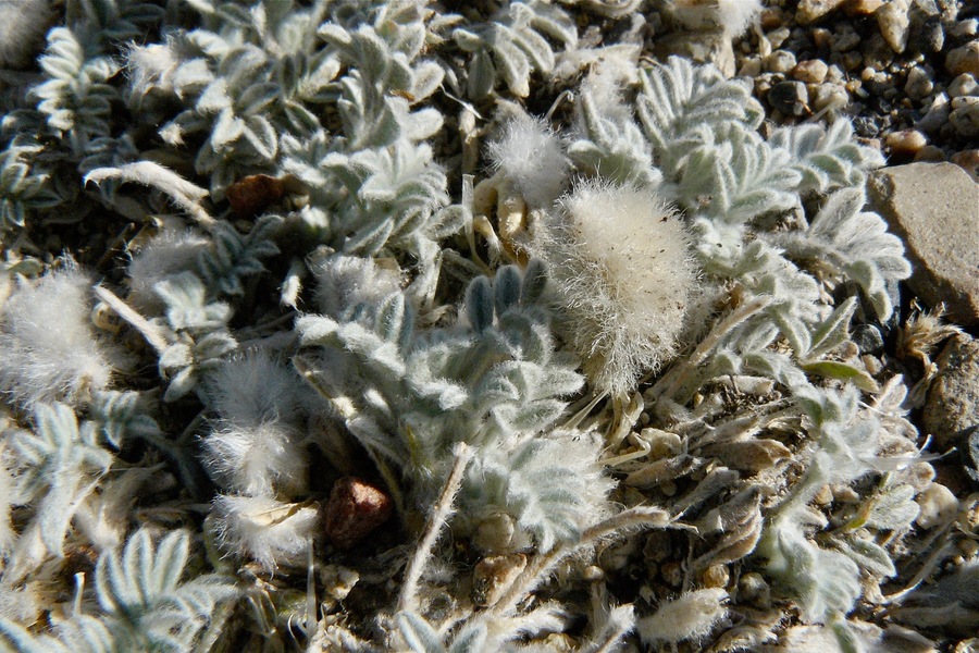 Astragalus purshii