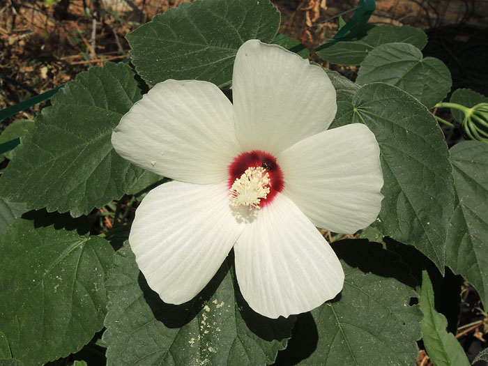 Hibiscus lasiocarpos var. occidentalis Hibiscus lasiocarpos var. occidentalis