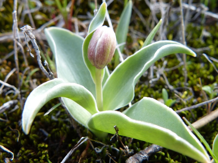 Fritillaria purdyi
