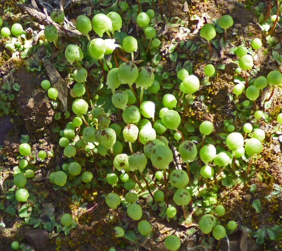 Asterella palmeri