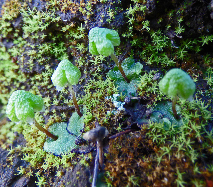 Asterella palmeri