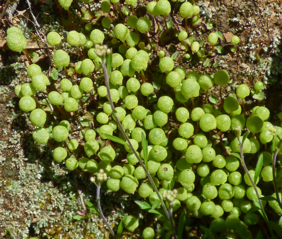 Asterella palmeri