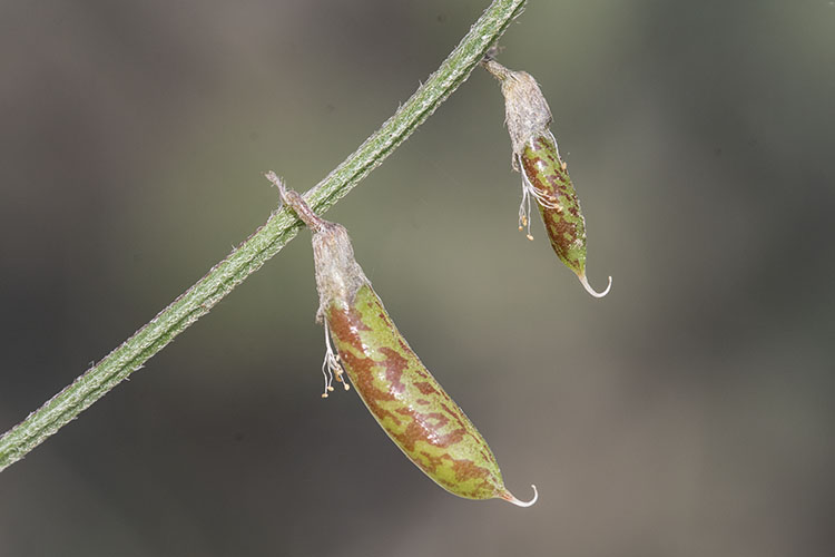Astragalus flexuosus var. flexuosus