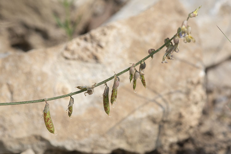 Astragalus flexuosus var. flexuosus