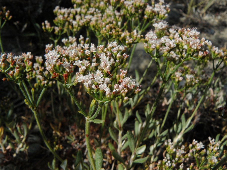 Eriogonum microthecum