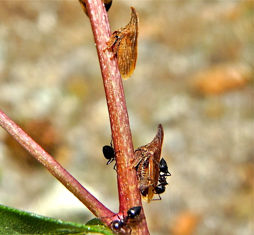 Campylenchia rugosa