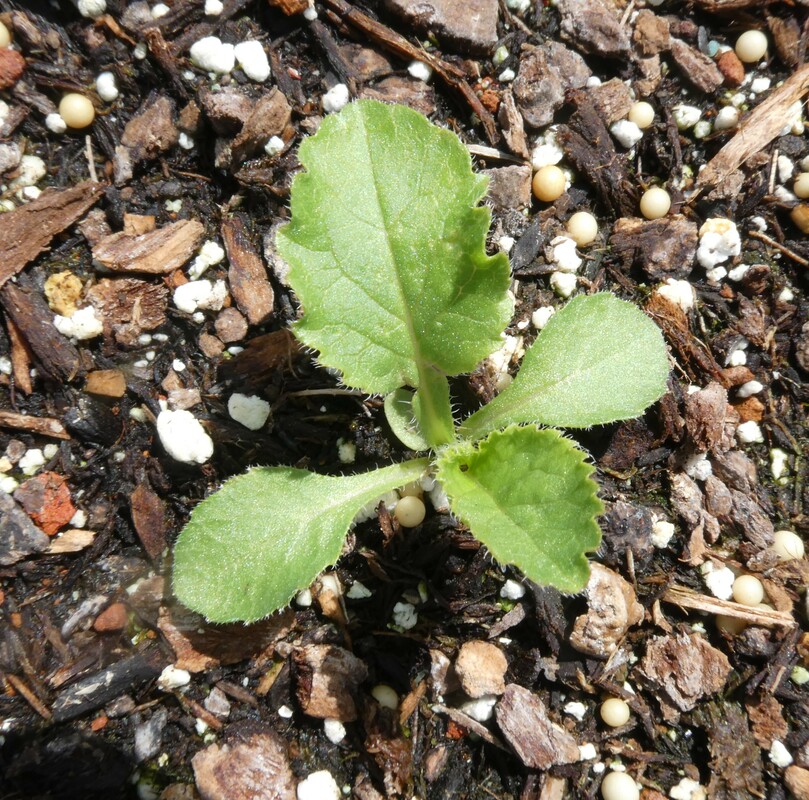 Campanula medium