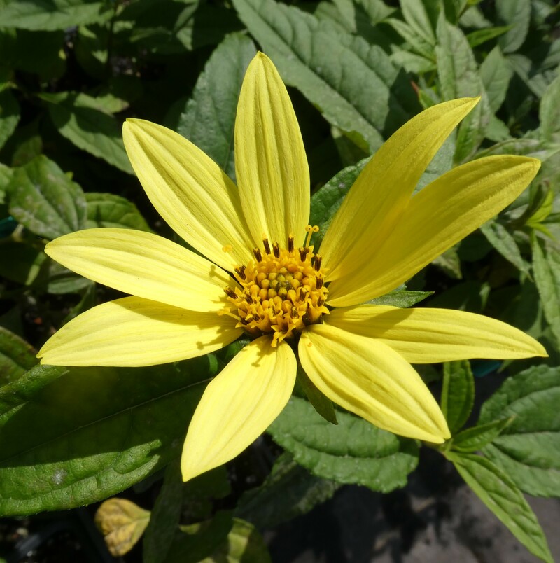 Helianthus laetiflorus