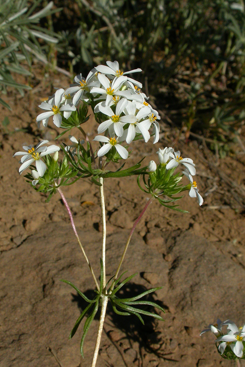 Leptosiphon nuttallii ssp. nuttallii