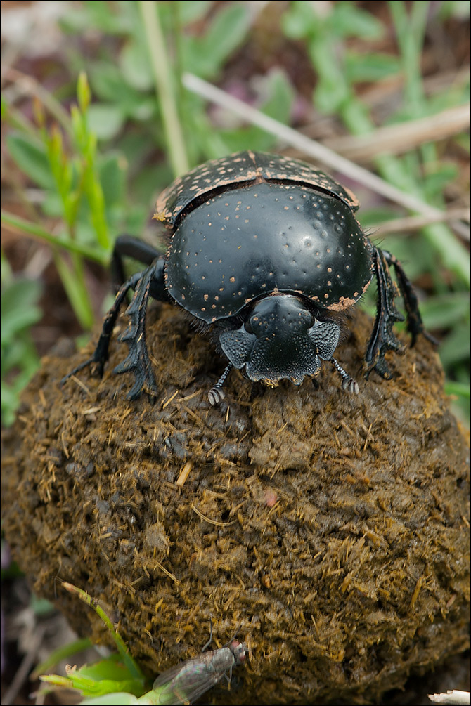 Scarabaeus sacer