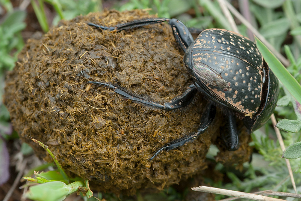 Scarabaeus sacer