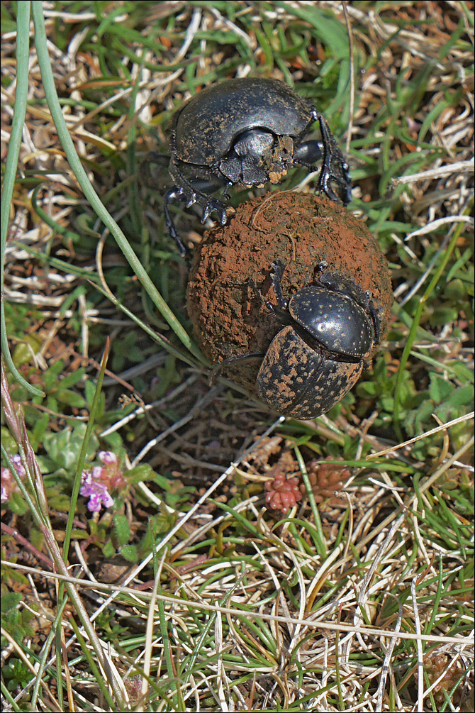 Scarabaeus sacer