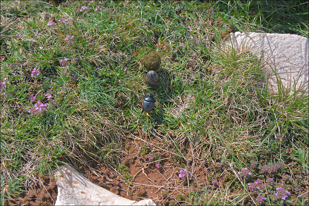 Scarabaeus sacer
