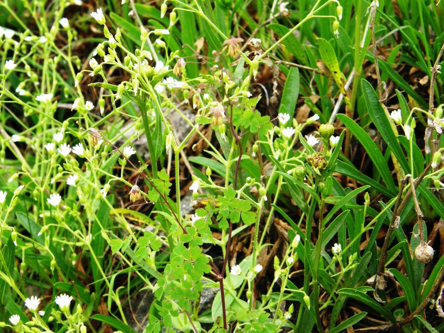 Thalictrum grandifolium