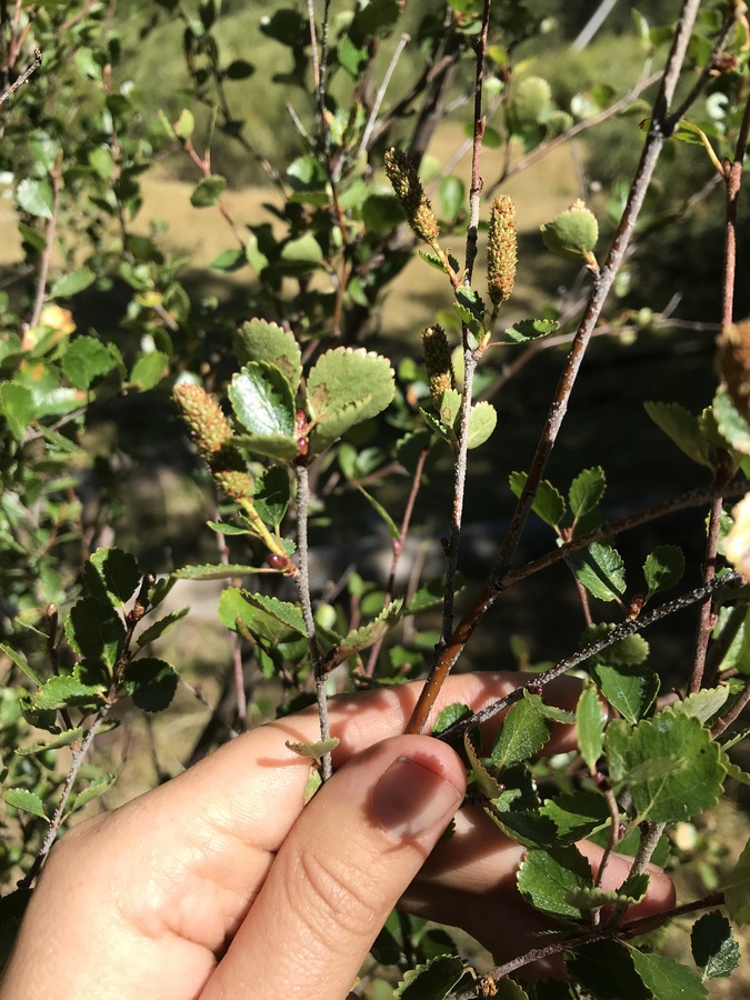 Betula glandulosa