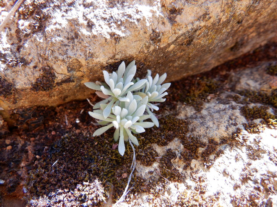 Boechera serpenticola Boechera serpenticola