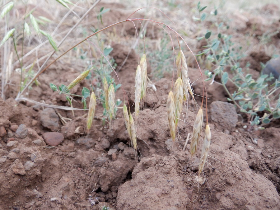 Bromus japonicus