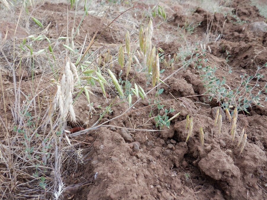 Bromus japonicus Bromus japonicus