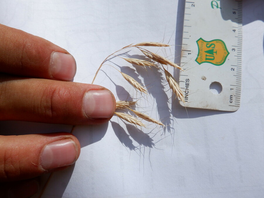 Bromus japonicus Bromus japonicus