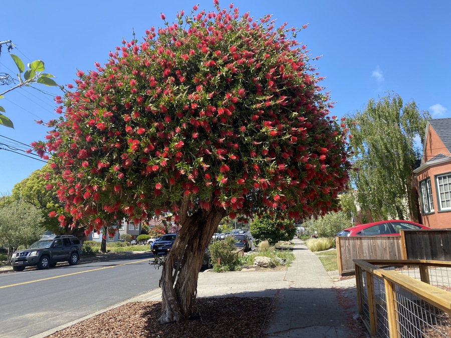 Melaleuca citrina