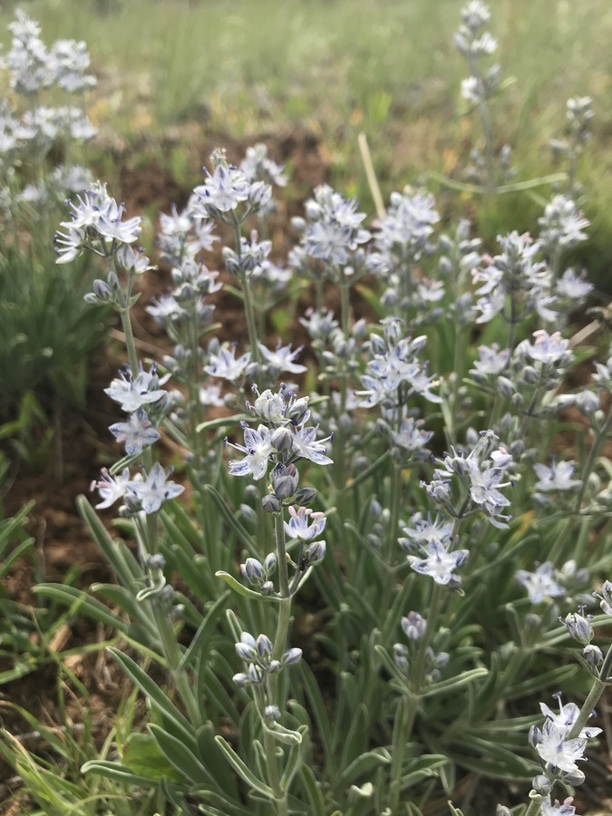 Frasera albicaulis var. modocensis Frasera albicaulis var. modocensis