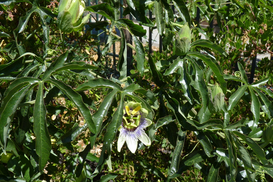 Passiflora caerulea