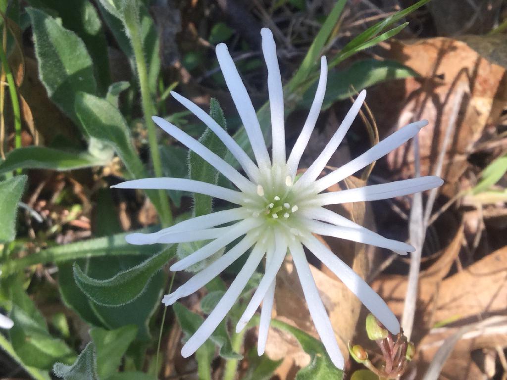 Silene nelsonii Silene nelsonii