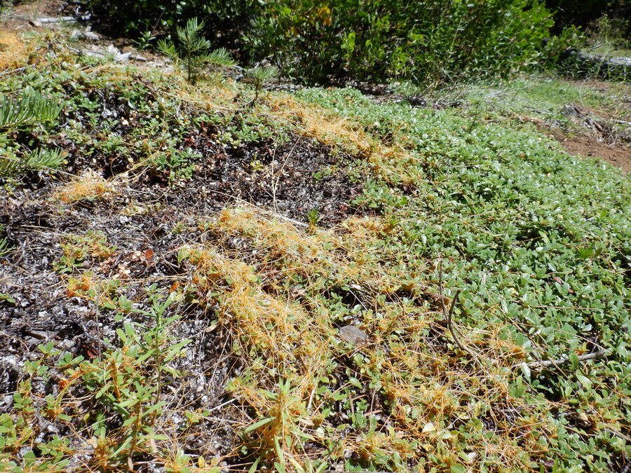 Cuscuta jepsonii Cuscuta jepsonii