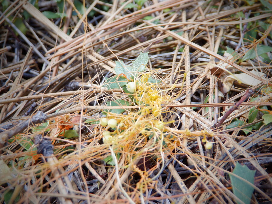 Cuscuta jepsonii Cuscuta jepsonii