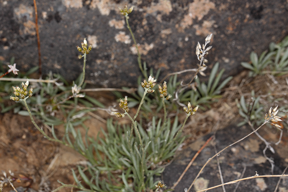 Antennaria stenophylla Antennaria stenophylla