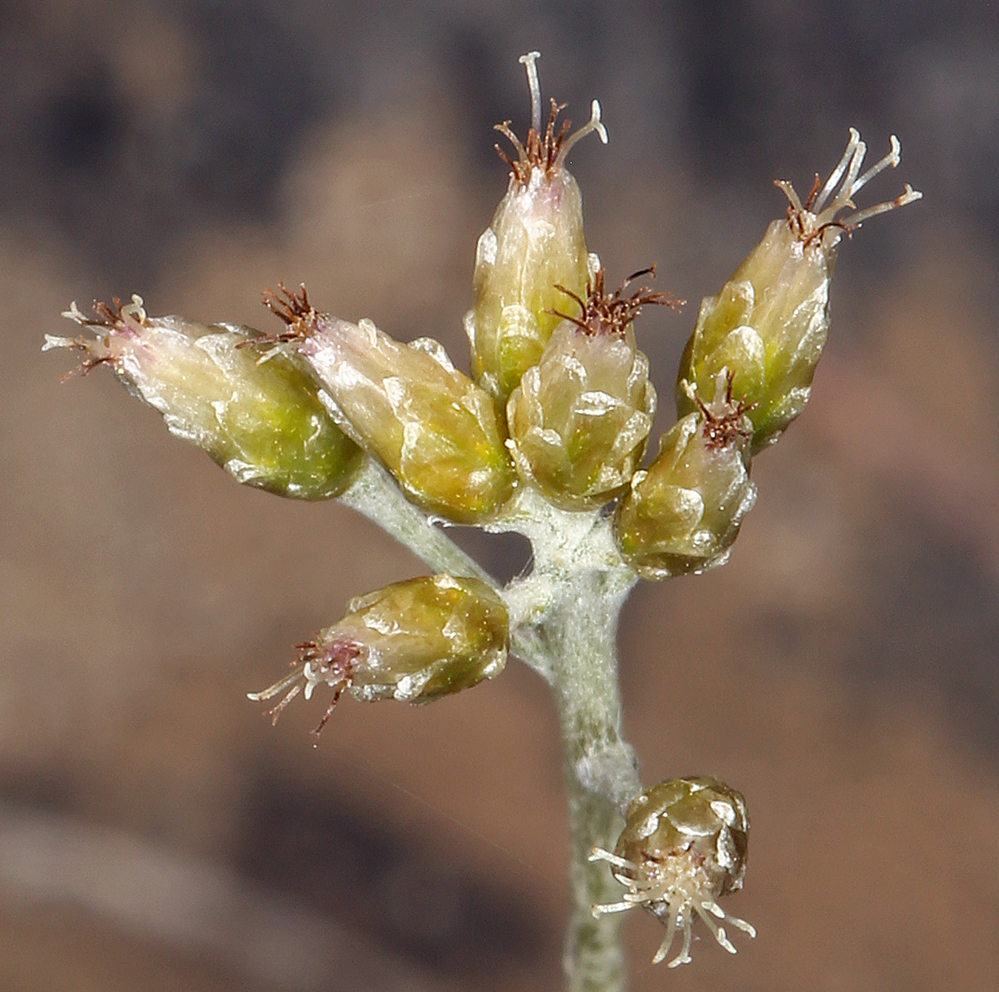 Antennaria stenophylla Antennaria stenophylla