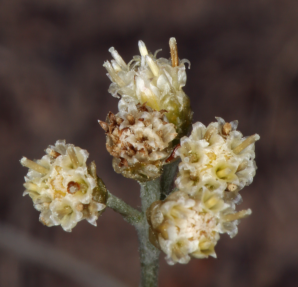 Antennaria stenophylla Antennaria stenophylla