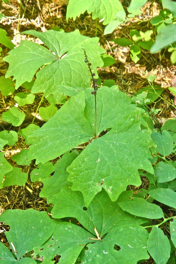 Achlys triphylla ssp. triphylla