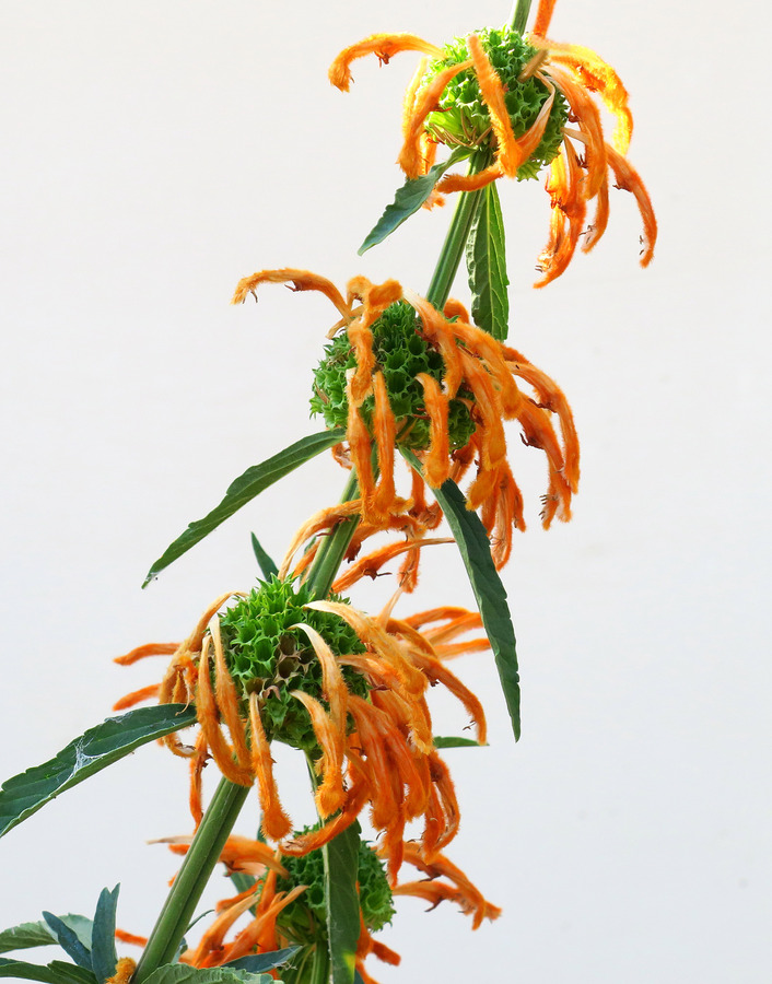 Leonotis leonurus