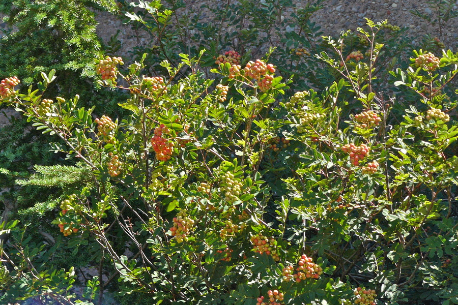 Sorbus sitchensis