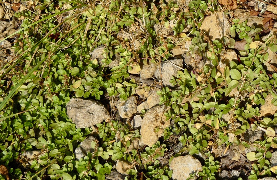 Veronica serpyllifolia var. humifusa