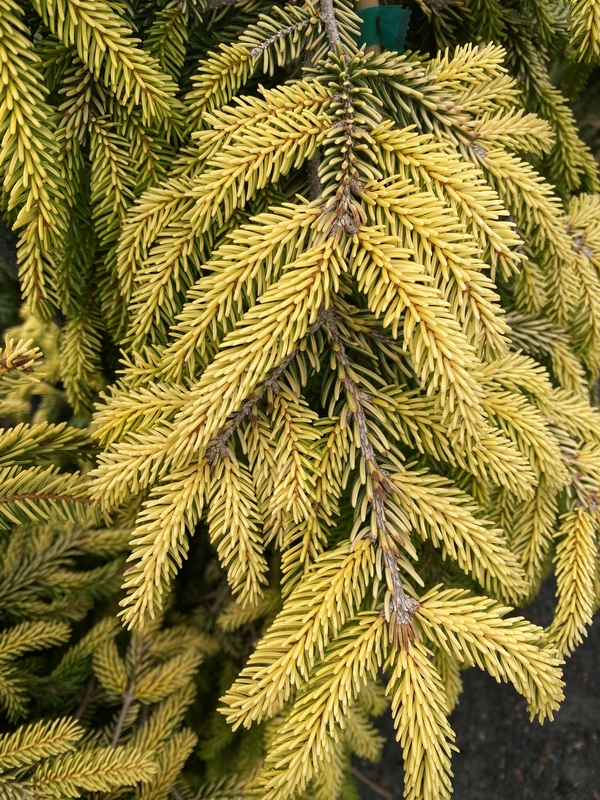 Picea orientalis