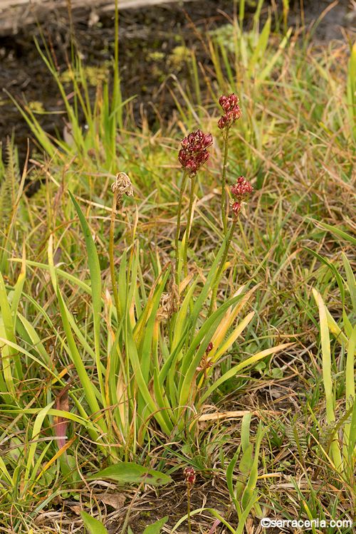 Triantha occidentalis ssp. brevistyla