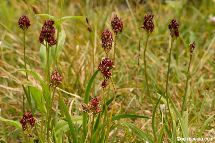 Triantha occidentalis ssp. brevistyla