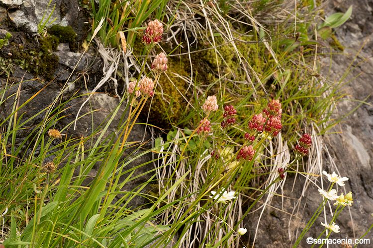 Triantha occidentalis ssp. brevistyla