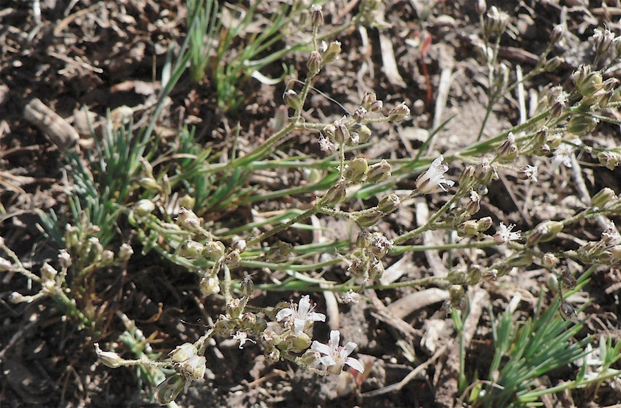 Eremogone aculeata