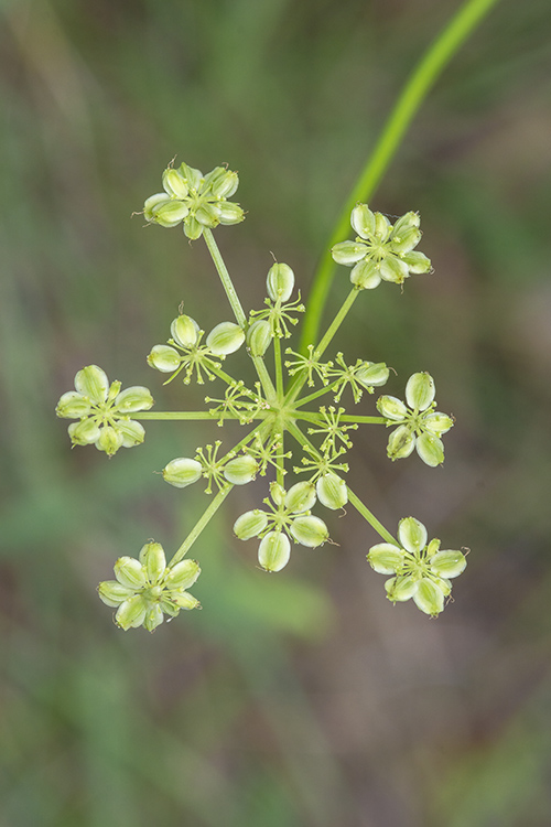 Cymopterus lemmonii