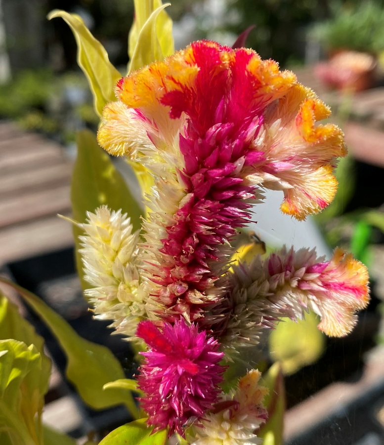 Celosia argentea